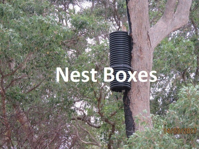 artificial nest box for black cockatoo in tree