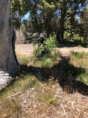 a man weeding rail reserve in Serpentine Jarrahdale