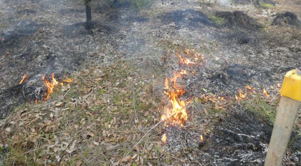 weeds burning on rail reserve