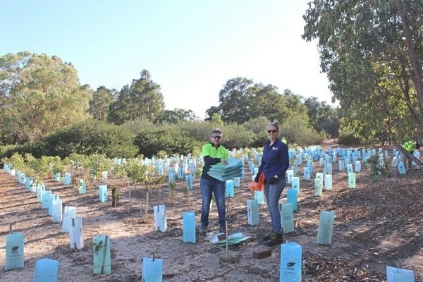 environmental volunteers inplanted paddock collecting tree guards