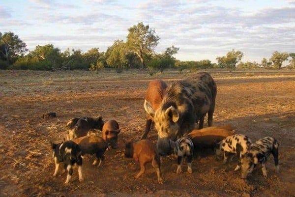 feral pigs