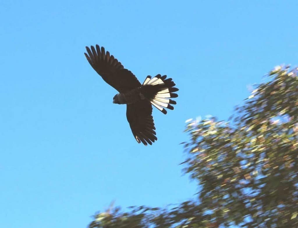 Carnabys cockatoo flying