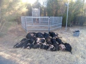 dead feral pigs lying in front of a feral pig trap