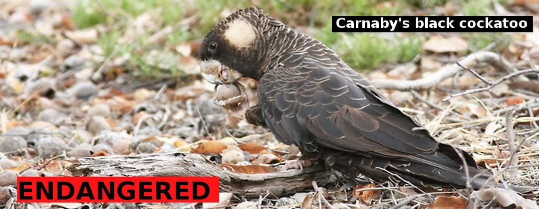 Carnaby's Cockatoo on ground