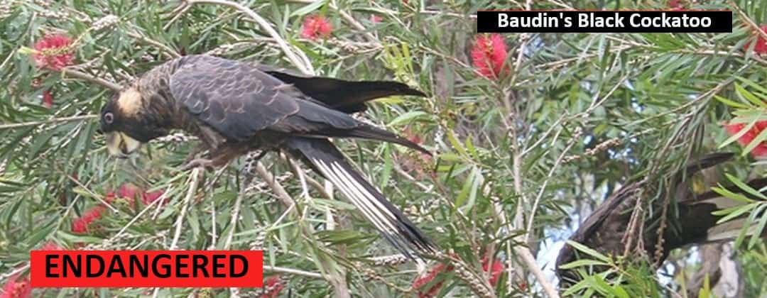 Baudins black cockatoo feeding in callistemon tree