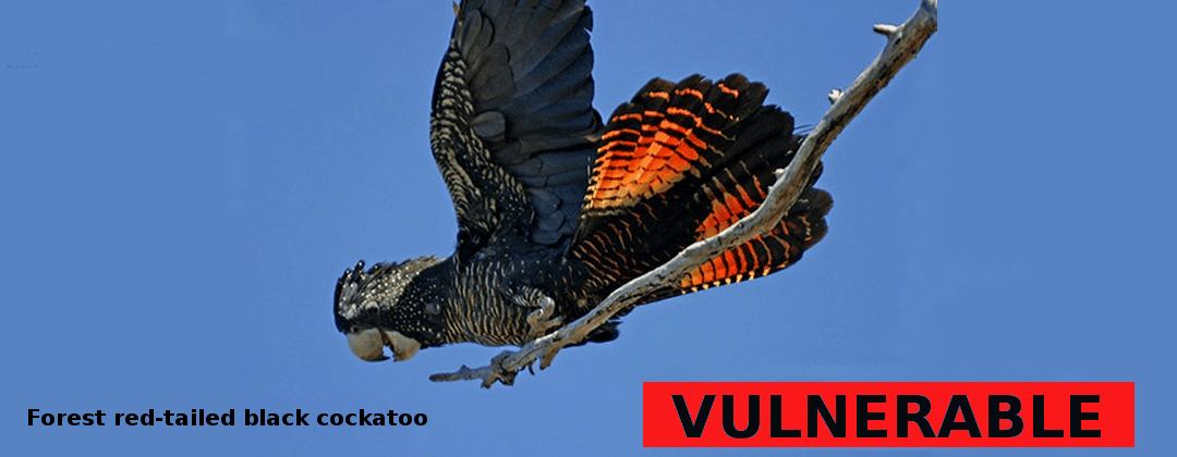 Forest Red-tailed Black Cockatoo