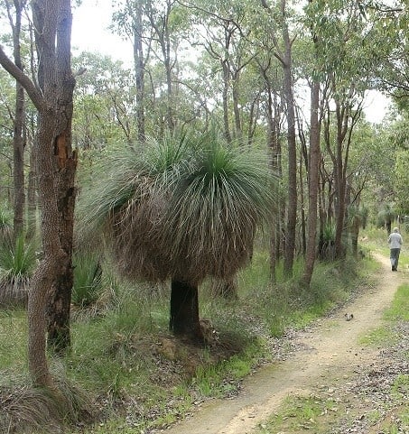 scene bush walk man back