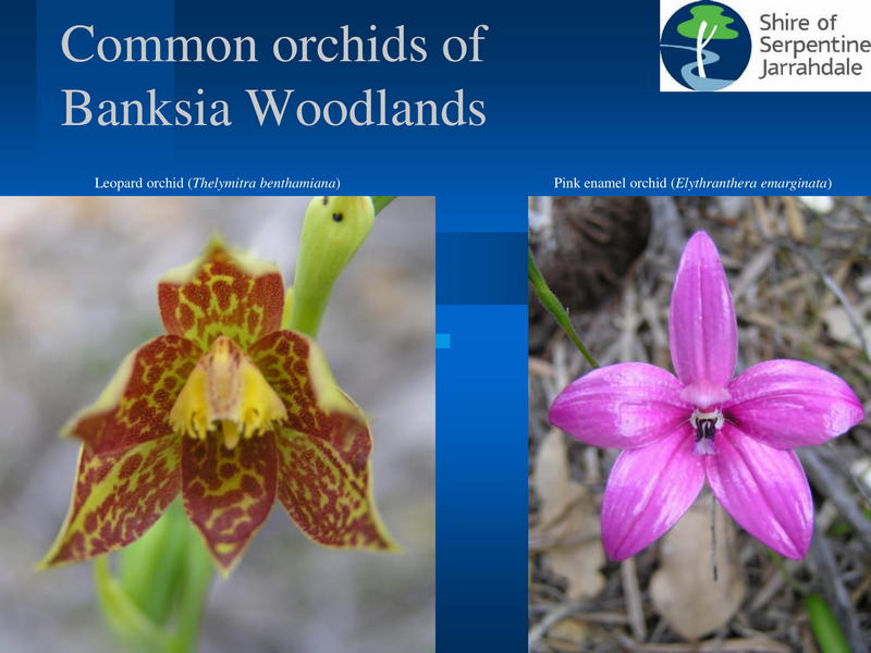 images of two orchids of banksia woodlands with title