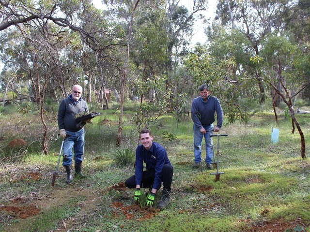 three men planting seedlings in bushland