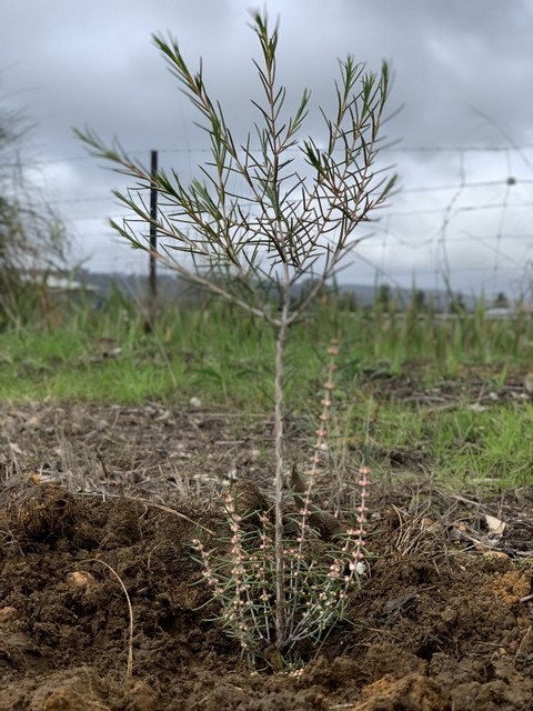 hypocalymma planted in paddock