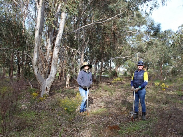 two women in bushland holding spades