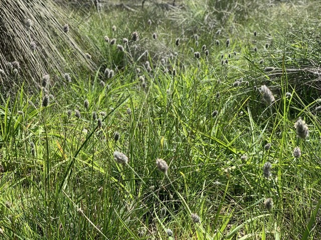 Foxtail Mulga flowering in bush setting