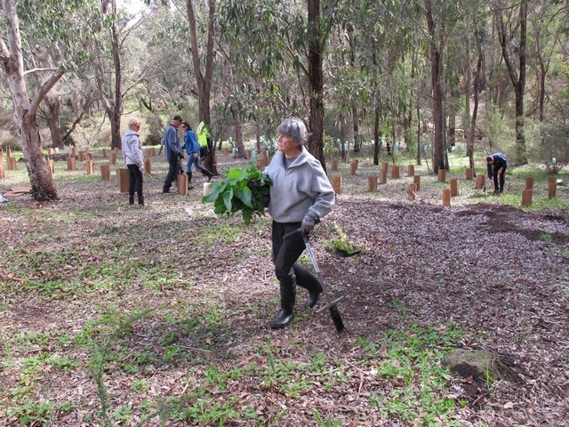 planting seedlings