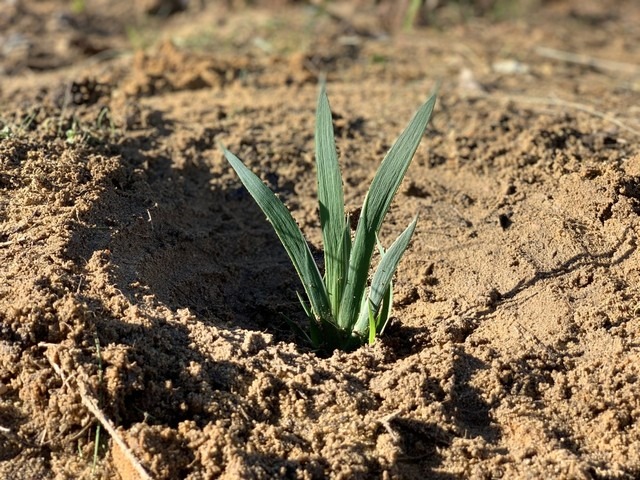 Kangaroo Paw Seedling