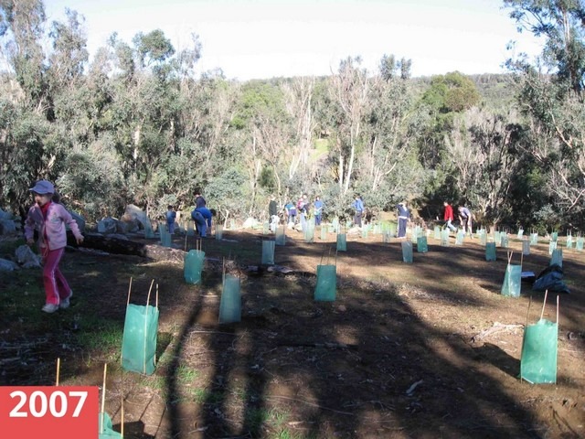 people planting seedlings at Korribingal Brook