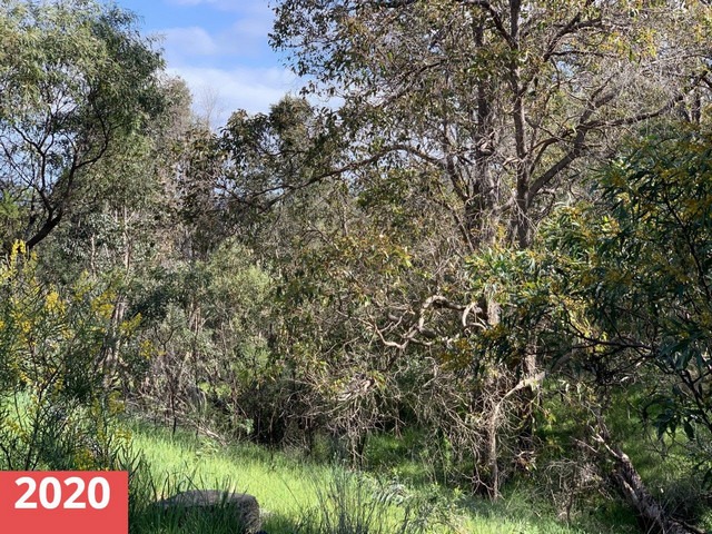 mature plants at revegetation site at Korribingal Brook