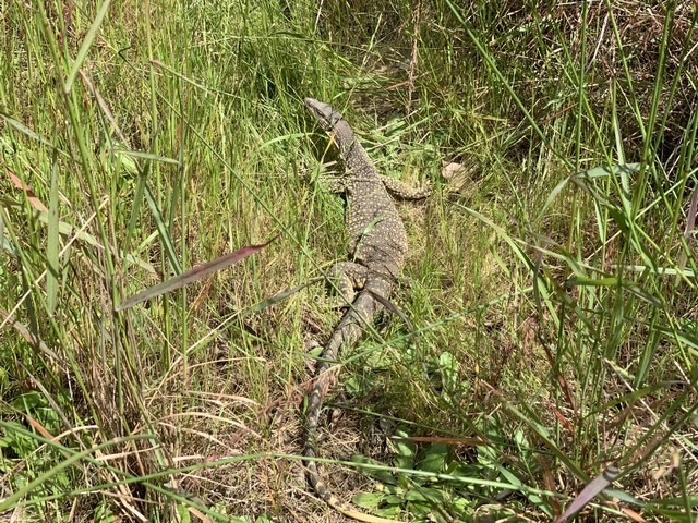 goulds monitor lizard in grass