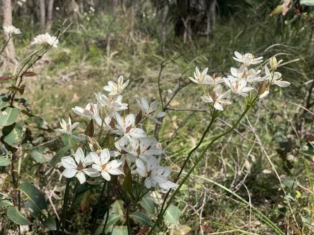 burchardia plant flowering