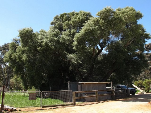 old olive trees at afarm in Serpentine Jarrahdale