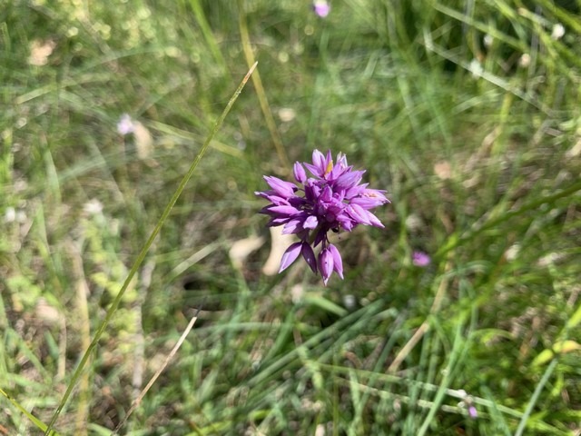 purple tassel flowering