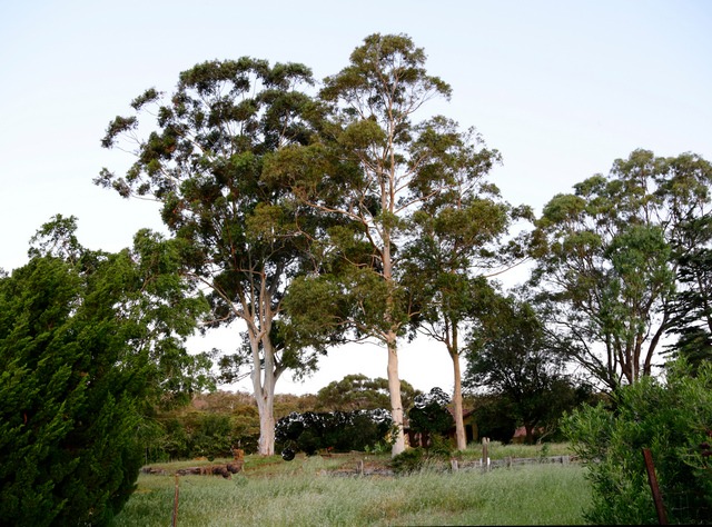 trees on hillside