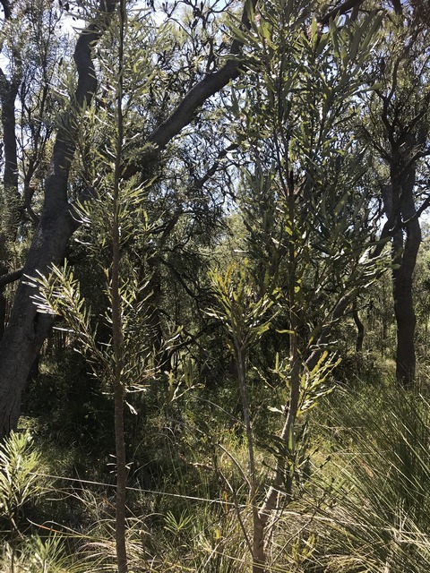 two types of banksia side by side