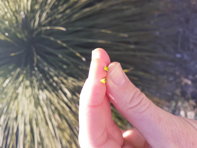 cross section of grass trees inbetween thumb and finger