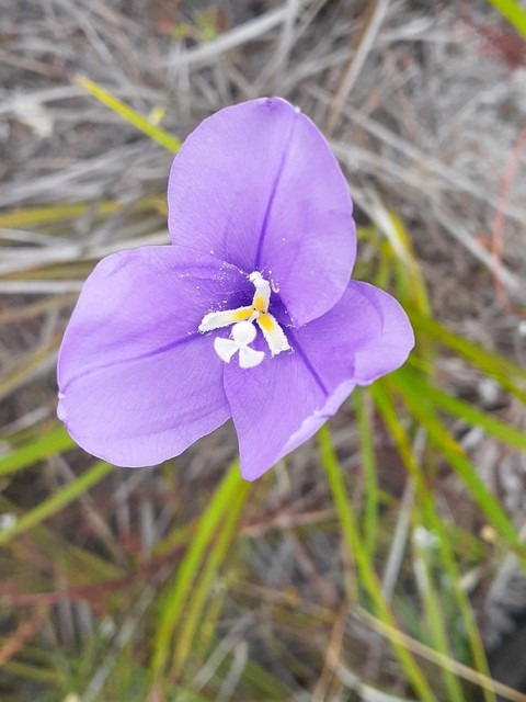 flower of Patersonia-occidentalis-Purple-flag in bush setting