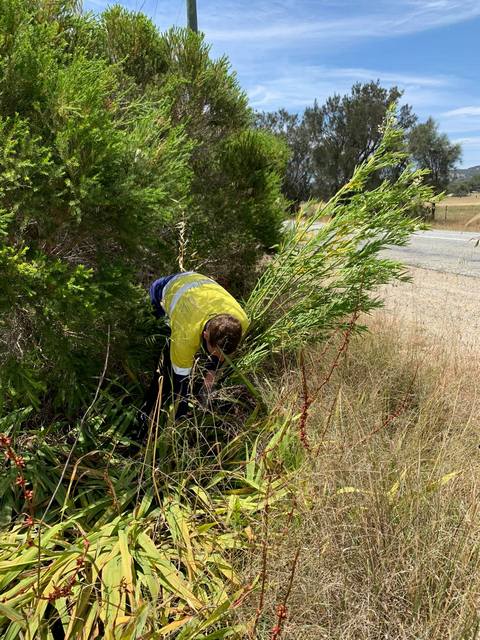 man pulling out cotton bush on verge side