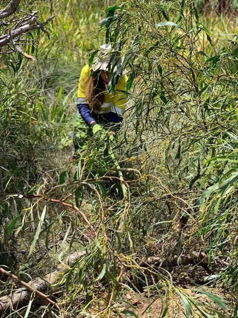 woman removing cotton bush on road verge