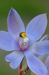 Thelymitra-macrophylla