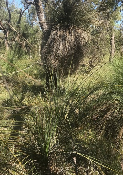 grass tree in bush setting