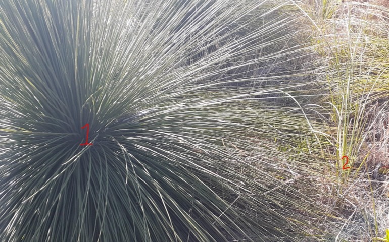 close up of grass tree leaves, Xanthorrhoea preissii
