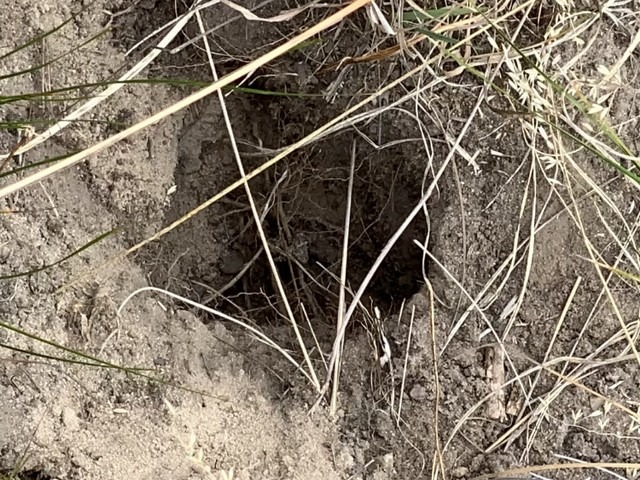 rabbit digging in sandy soil