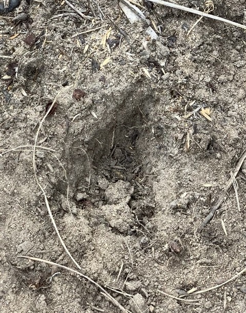 quenda digging