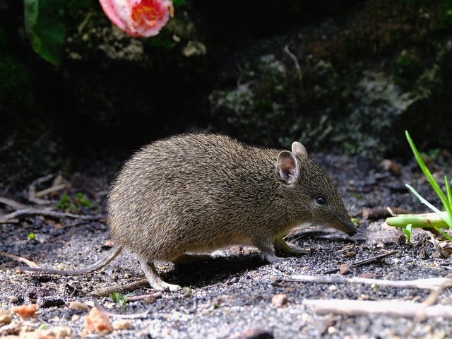 quenda in front of stone wall