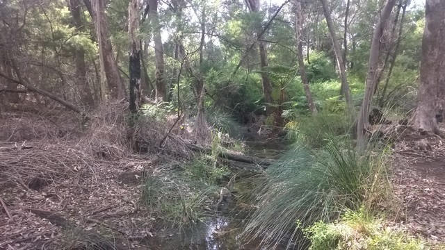 stream running through bushland