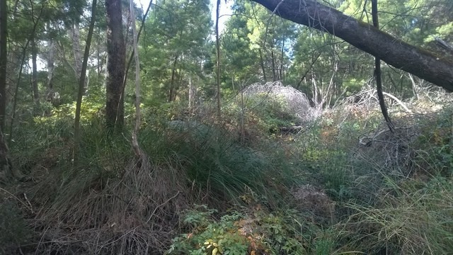 bushland infested with weeds