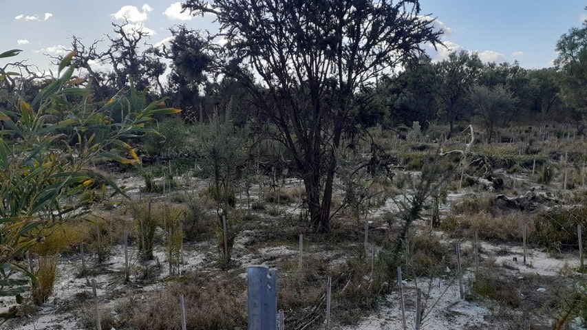 regenerated bushland in Oakford WA