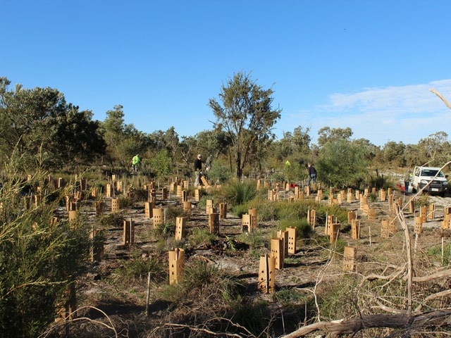 volunteers planting seedlings in buffer zone next to Banksia Bushland, WA
