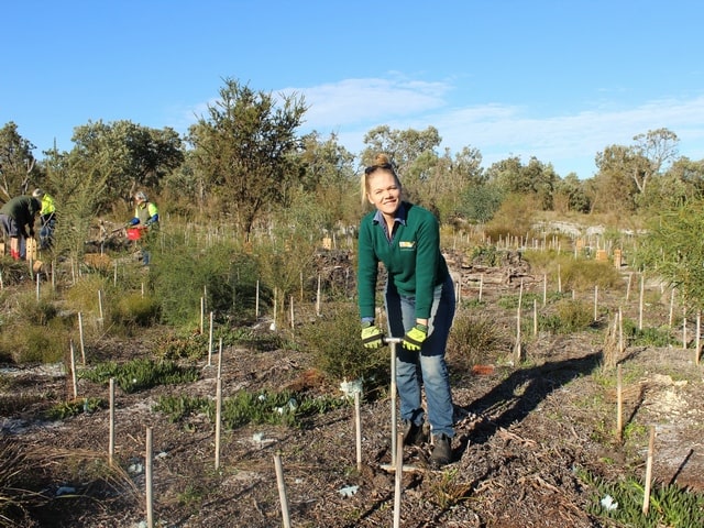 volunteers planting seedlings in buffer zone next to Banksia Bushland, WA