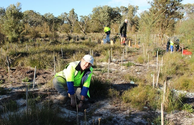 volunteers planting seedlings in buffer zone next to Banksia Bushland, WA