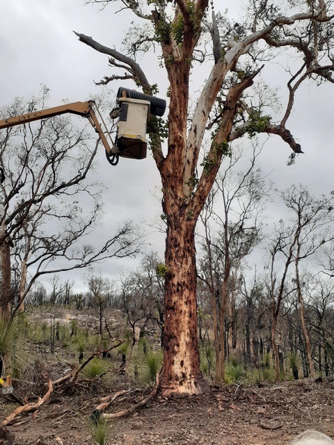 artificial nest box for black cockatoos being lifted into tree by a cherry picker crane