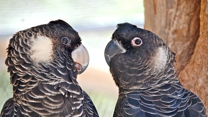 two black cockatoo heads
