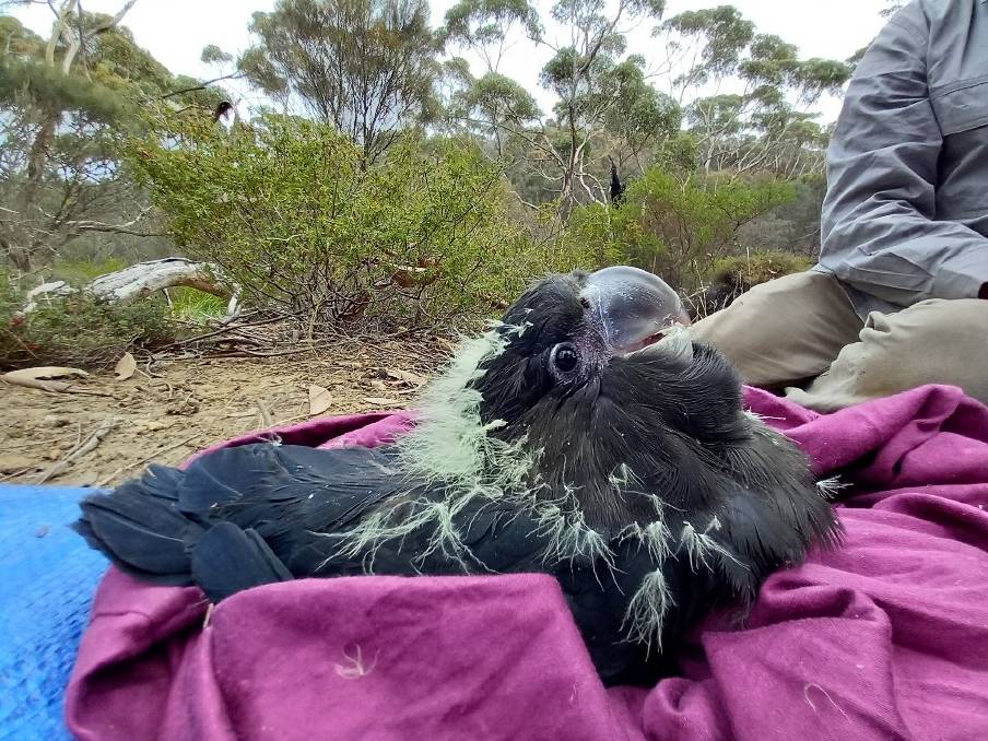 glossy black cockatoo chick being weighed