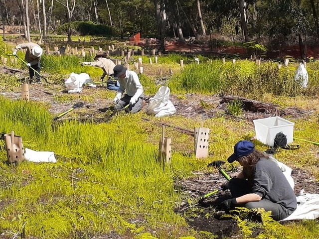 several people kneeling in bush weeding