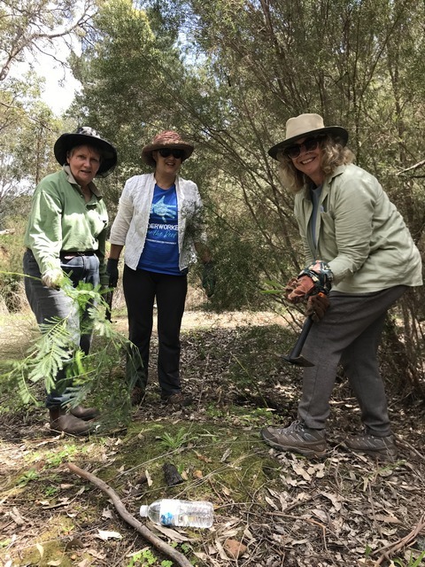 Three women weeding in a bush setting