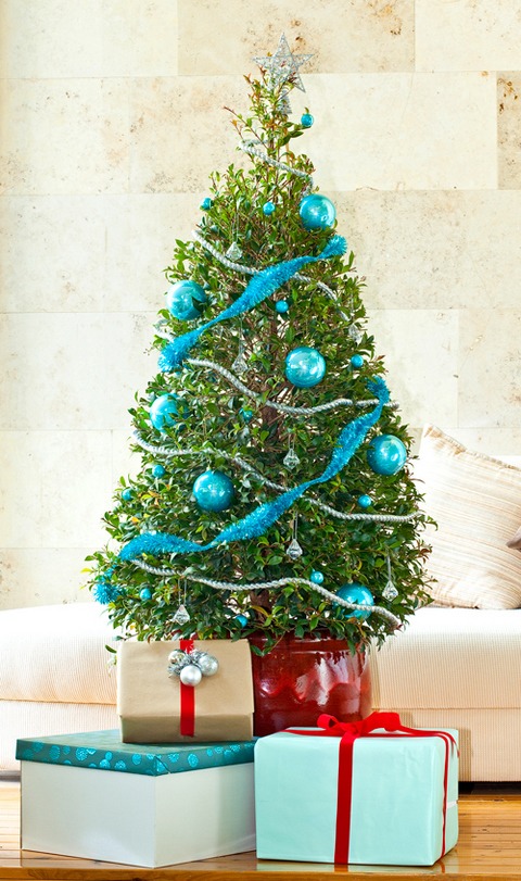 lillypilly christmas tree