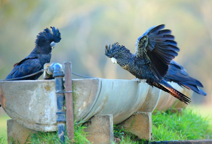 two black cockatoos at a water station