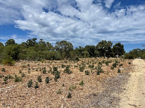 degraded banksia bushland